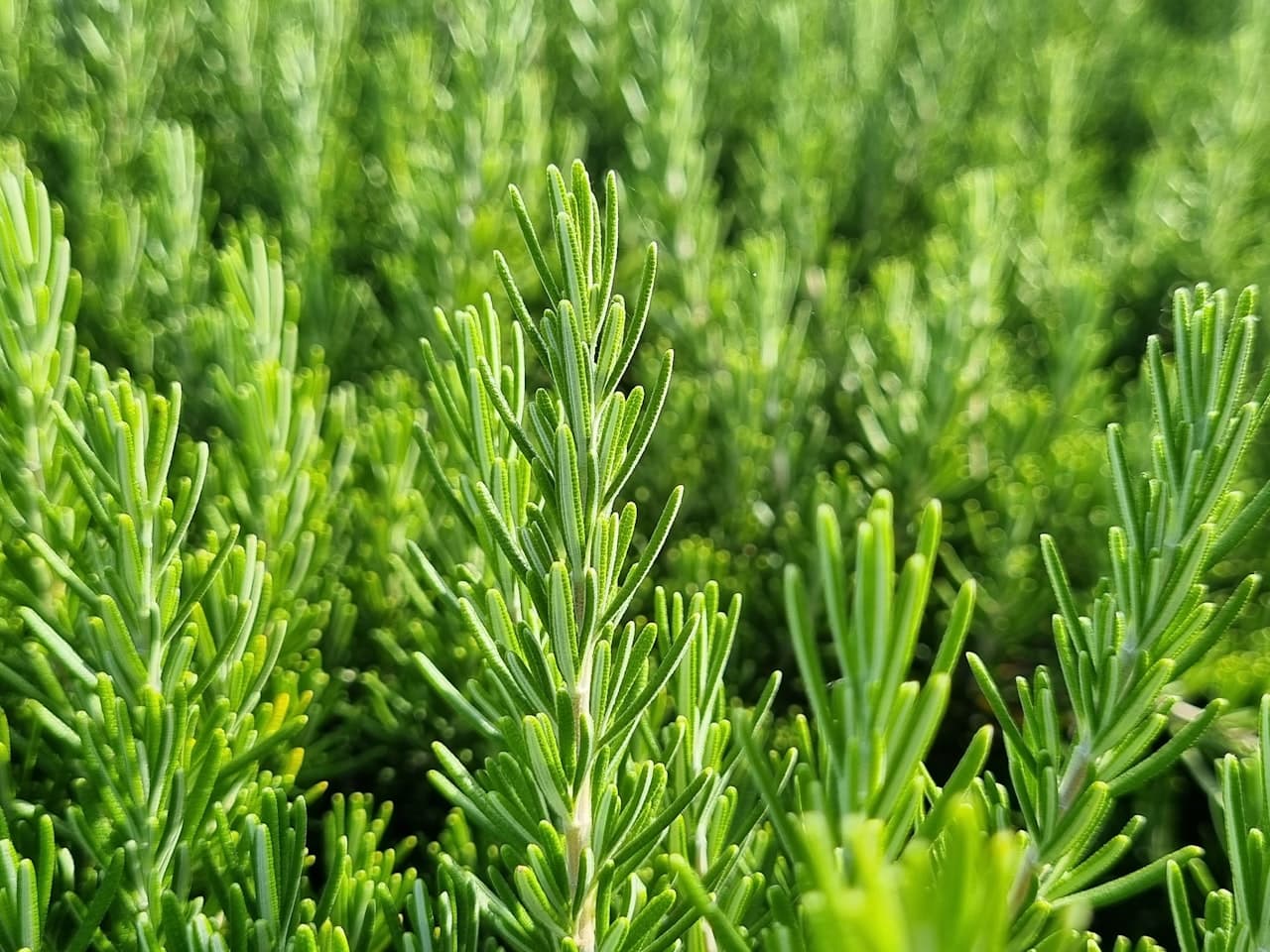 Tıbbi ve Aromatik Bitkiler